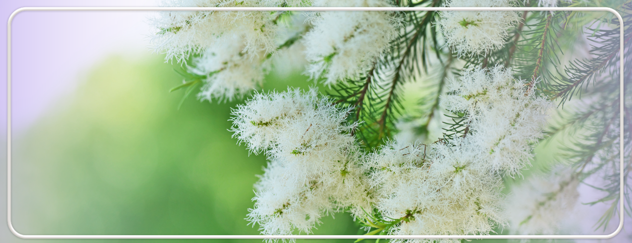 ce este Melaleuca alternifolia ( arborele de ceai)